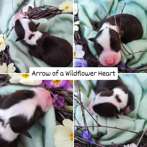 Arrow of a wildflower heart