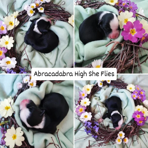 Abracadabra high she flies